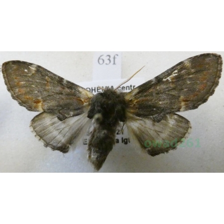 Notodonta dromedarius (Linnaeus, 1767) male Garbatka dromaderka Czech63f